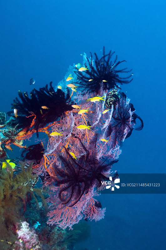 燕尾 Anthias 鱼图片素材