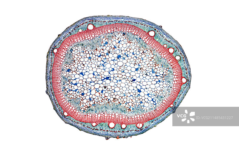 甘薯茎杆显微照片图片素材
