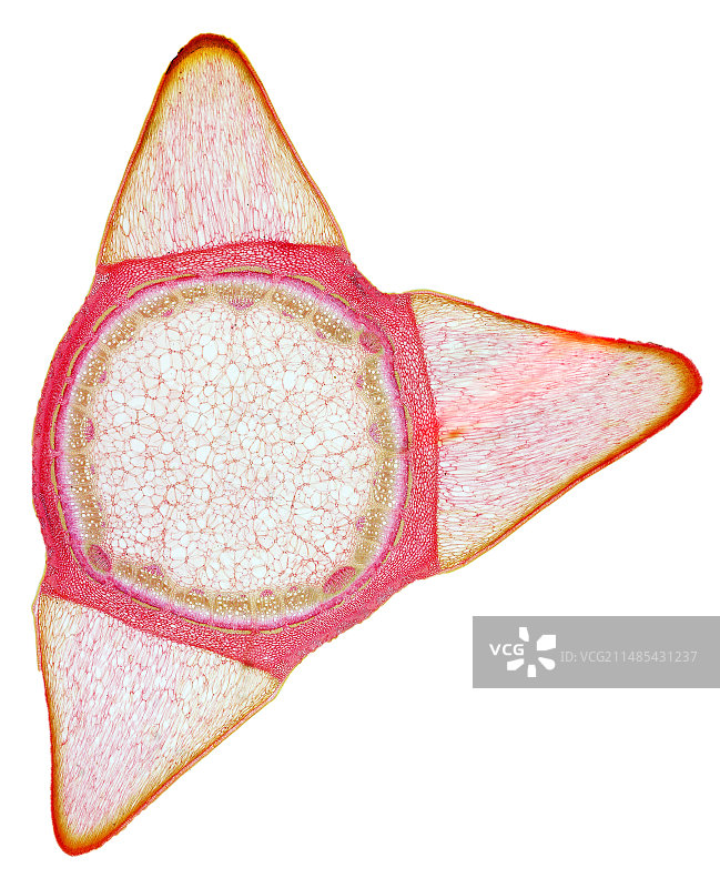 玫瑰茎的显微照片图片素材