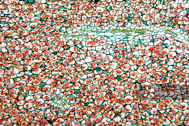 土豆淀粉颗粒显微照片图片素材