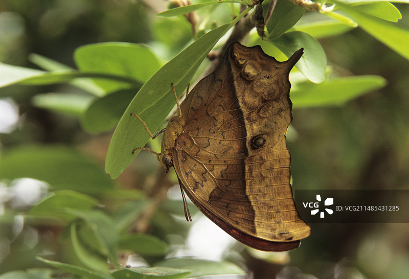 绿色脉纹的卡拉西图片素材