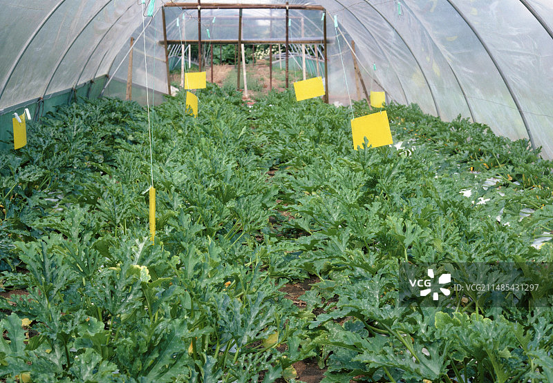 聚乙烯隧道中生长的西葫芦植物图片素材