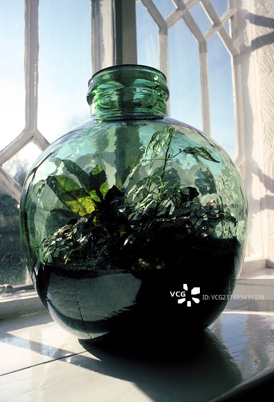 窗台上的瓶子花园图片素材