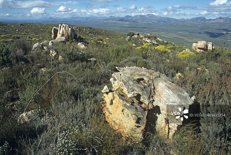 凡波斯植被图片素材