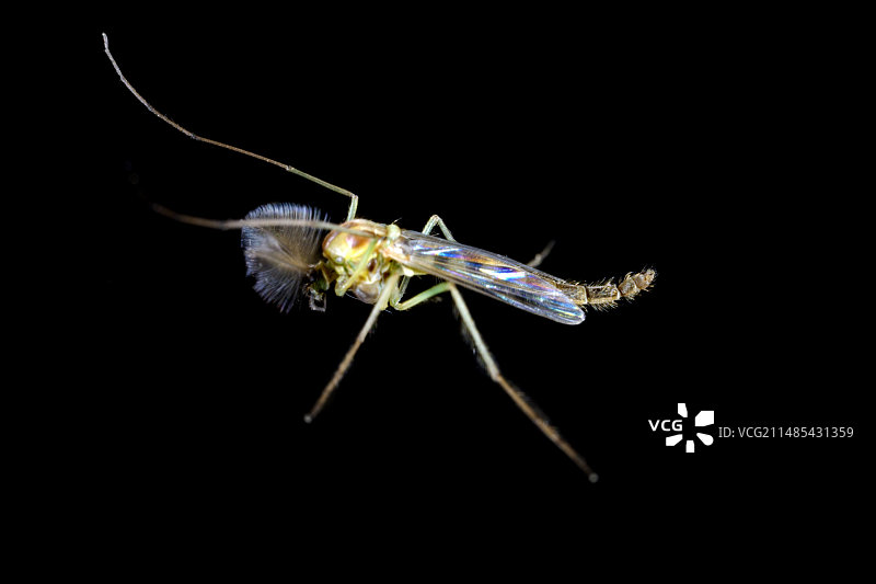 雄性摇蚊图片素材