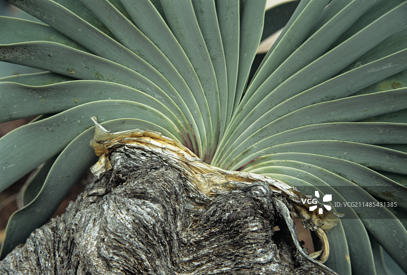 植物Gifbol风扇图片素材