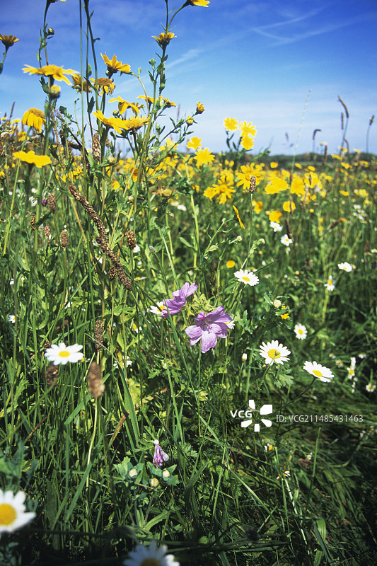草地上的花图片素材