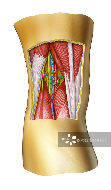 膝盖背面图片素材