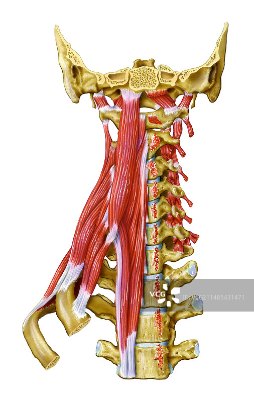 颈部肌肉图片素材