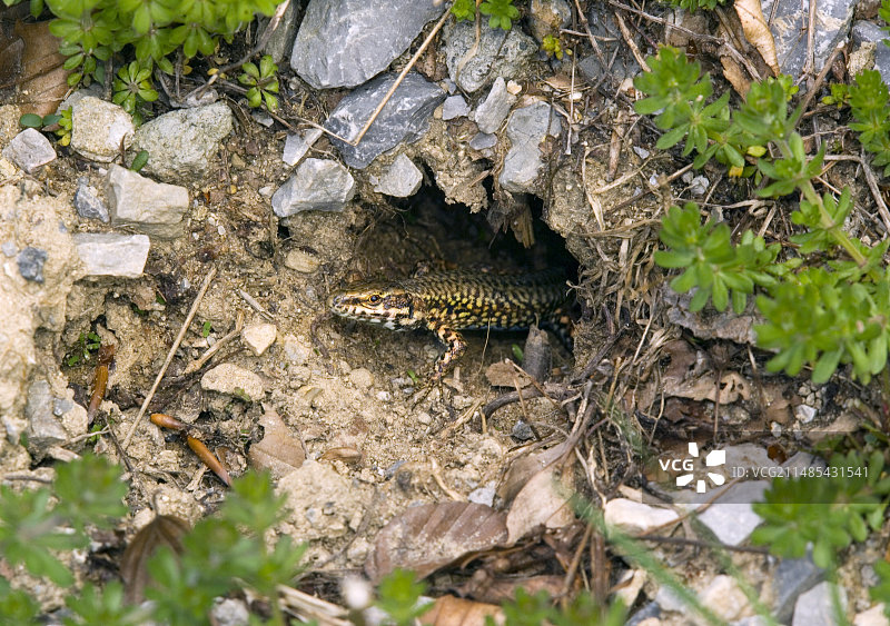 普通墙蜥蜴图片素材