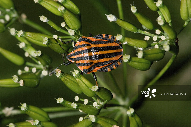 盾椿象图片素材