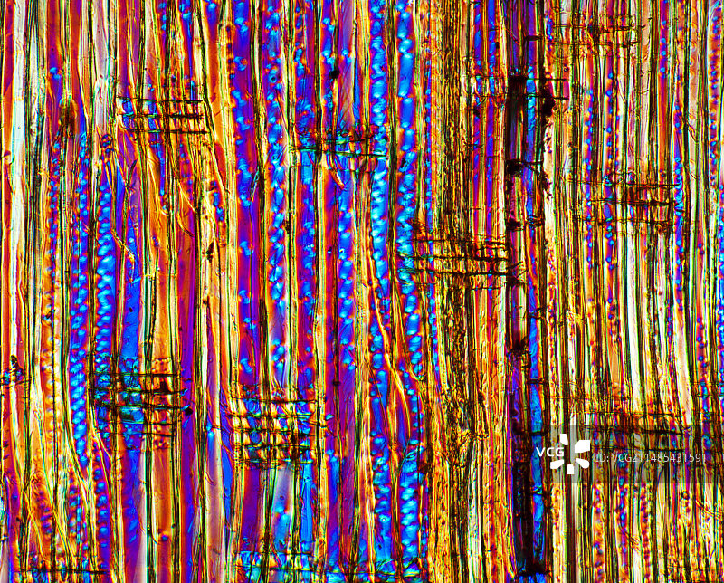 松木结构显微照片图片素材