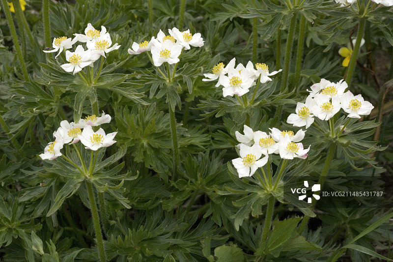 白头翁图片素材