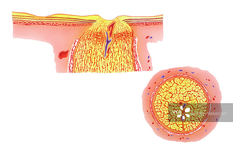 视神经图片素材