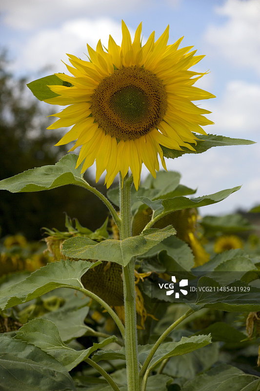 向日葵图片素材