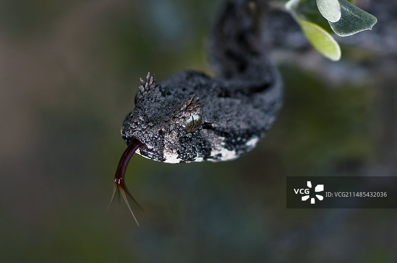南方蝰蛇图片素材