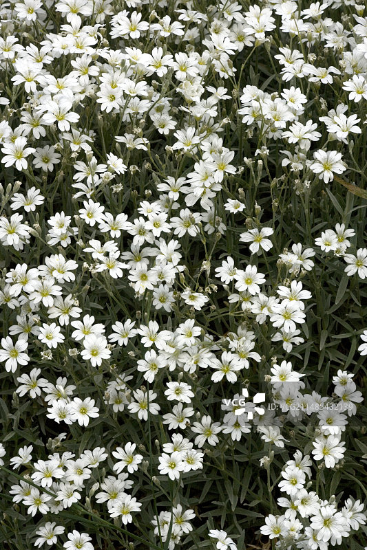 银叶蚤缀图片素材