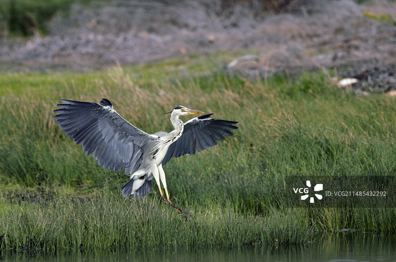 苍鹭降落图片素材