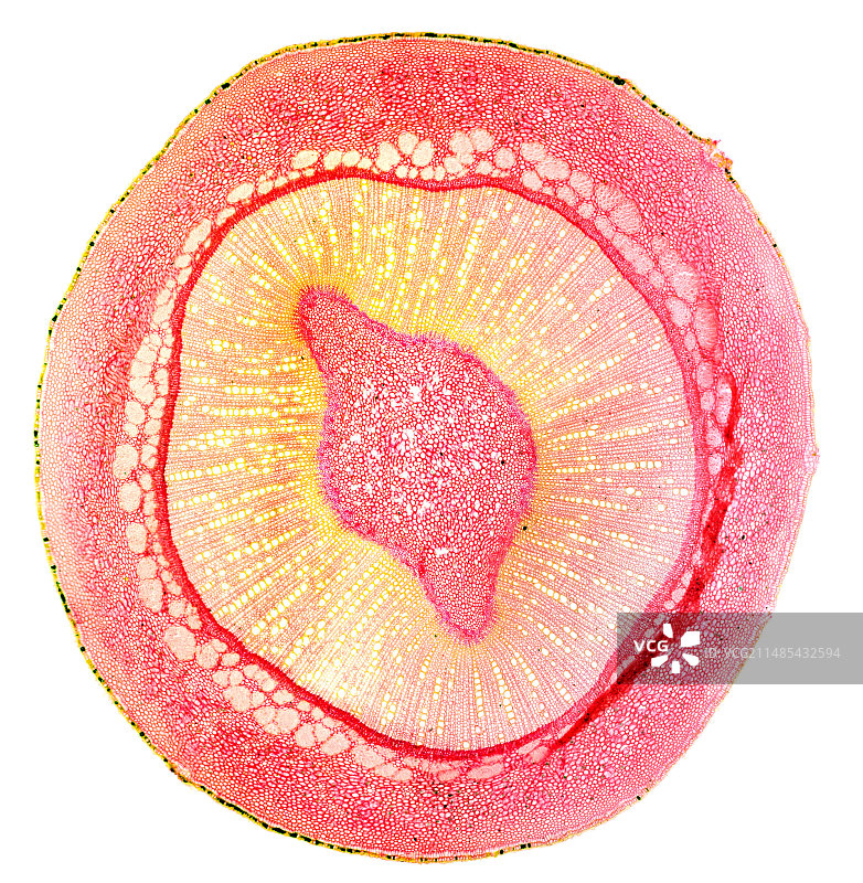 夹竹桃茎，光学显微照片图片素材