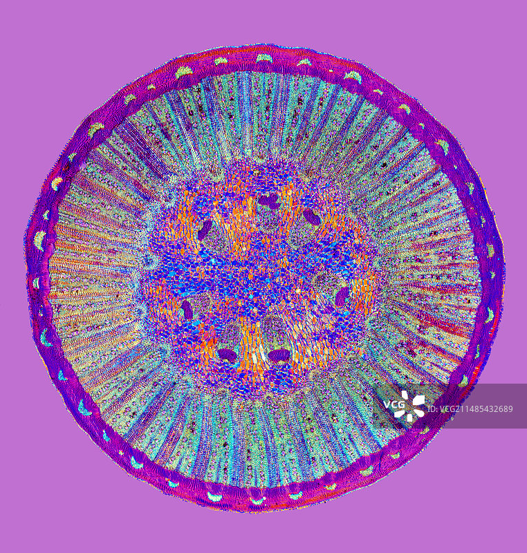 黑胡椒茎显微照片图片素材