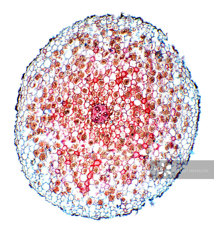 毛茛根的显微照片图片素材