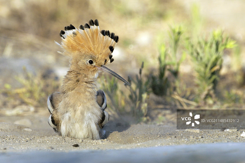 戴胜鸟图片素材