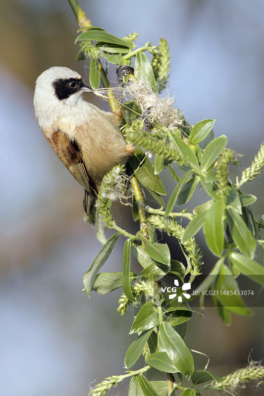 欧洲攀雀图片素材
