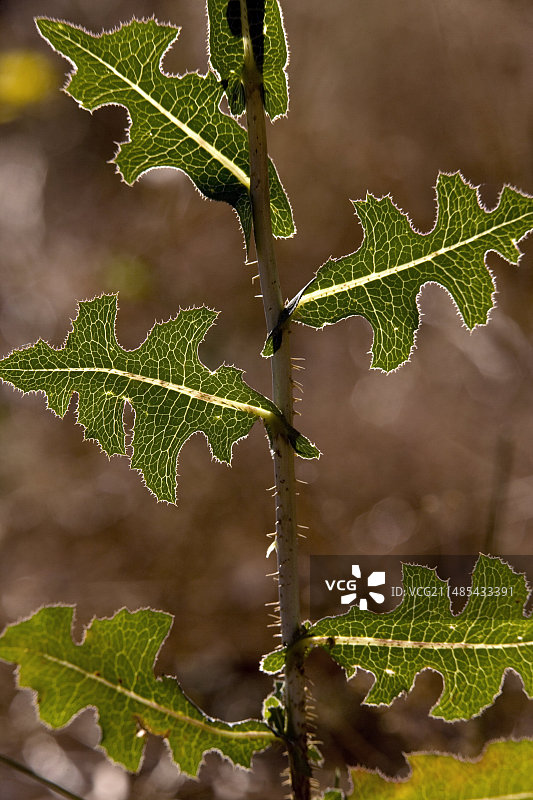 刺莴苣图片素材