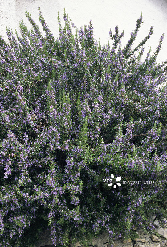 迷迭香花图片素材