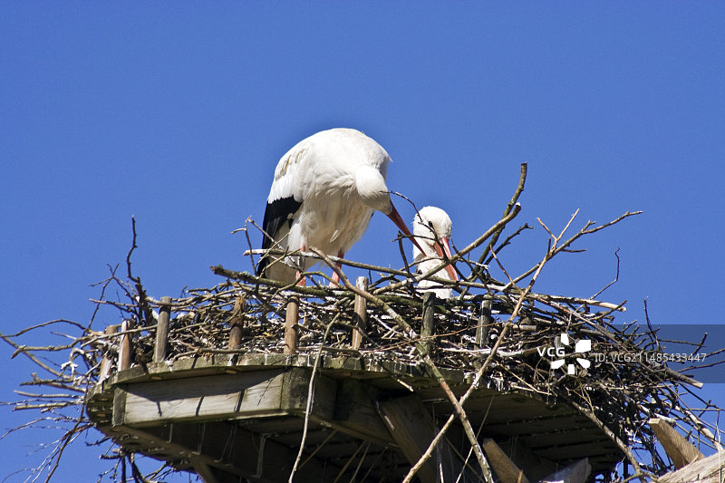 鹳鸟筑巢图片素材