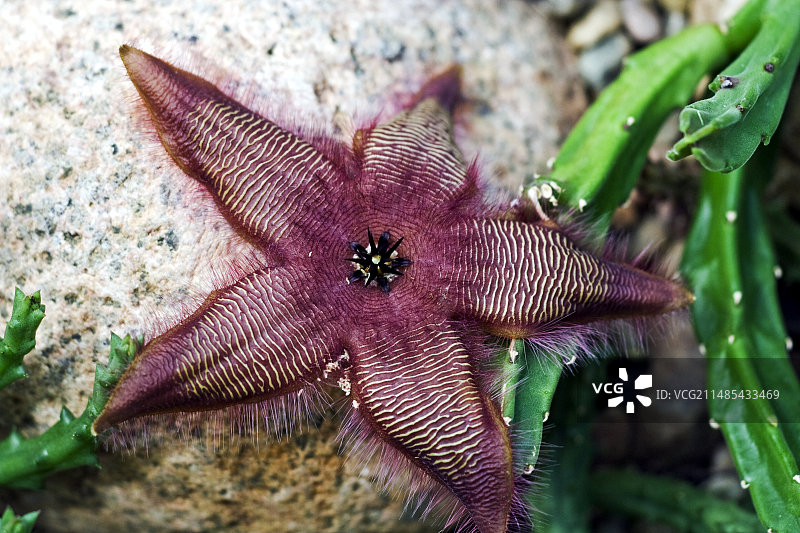 海星花图片素材