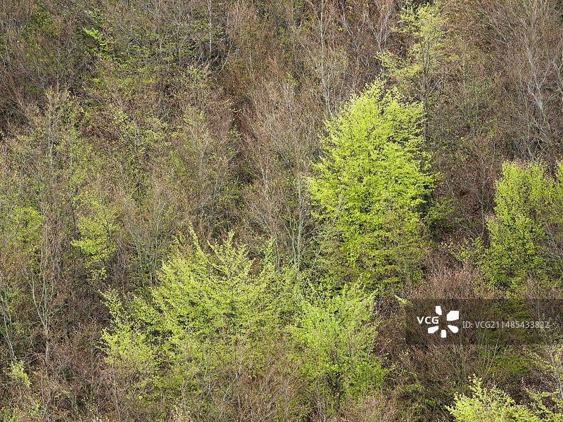 山毛榉林（山毛榉属）图片素材