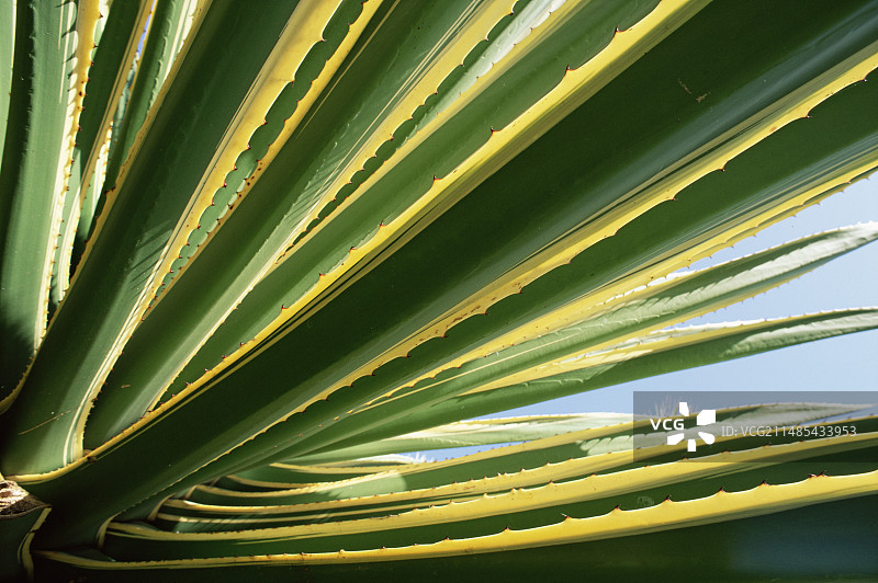 龙舌兰图片素材