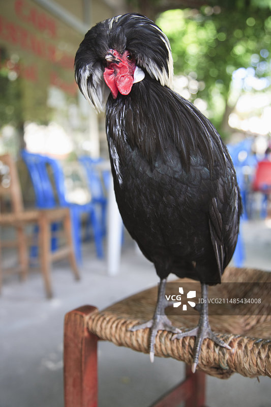 白色凤头黑波兰公鸡图片素材