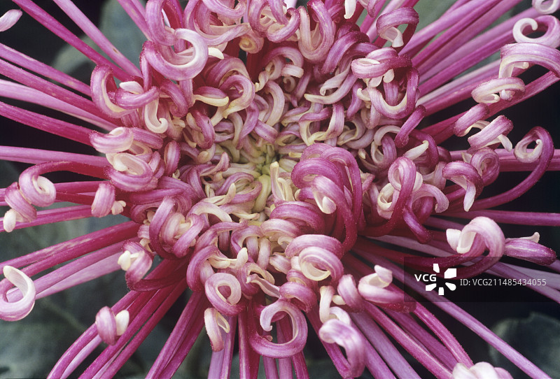 九日（Kudamono）菊花图片素材