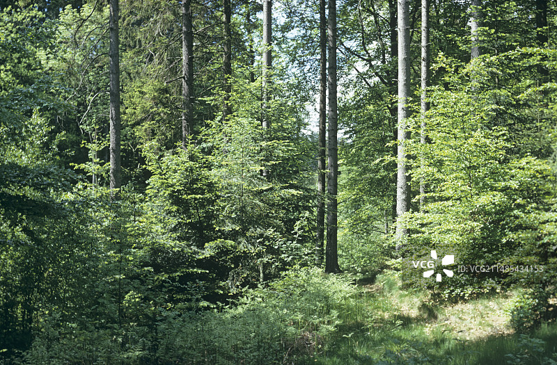 混合林地图片素材