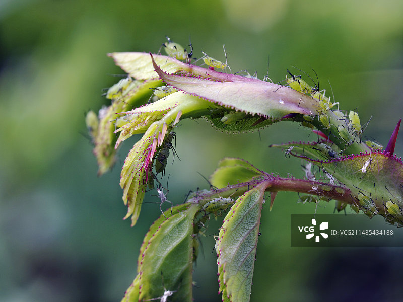 玫瑰蚜虫图片素材