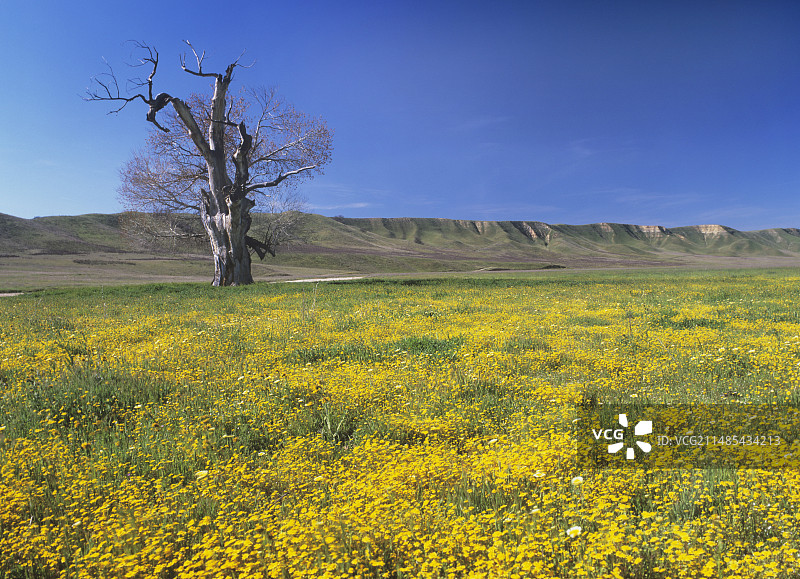 加州金盏花图片素材