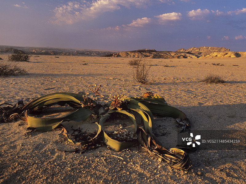 百岁兰图片素材