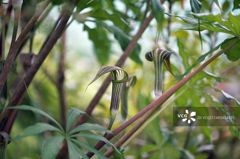 眼镜蛇百合图片素材