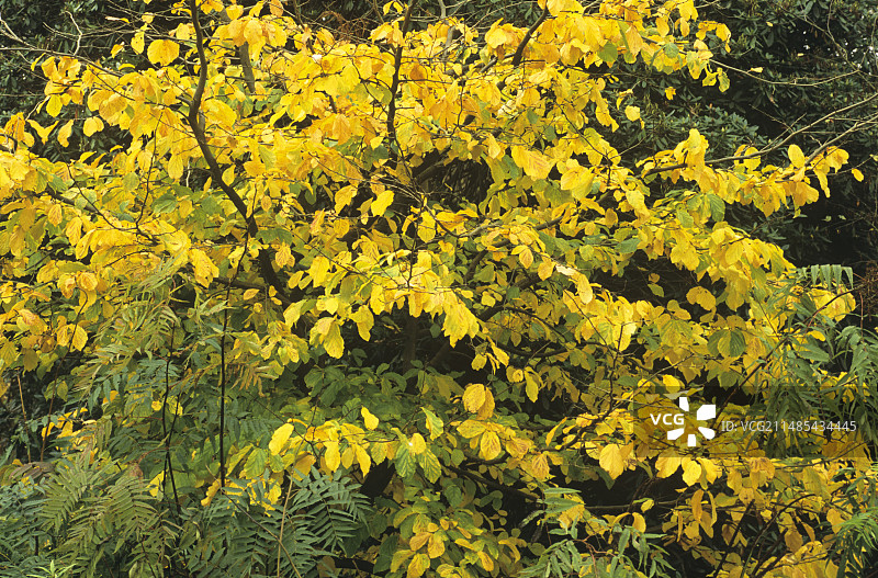 波斯铁木树图片素材