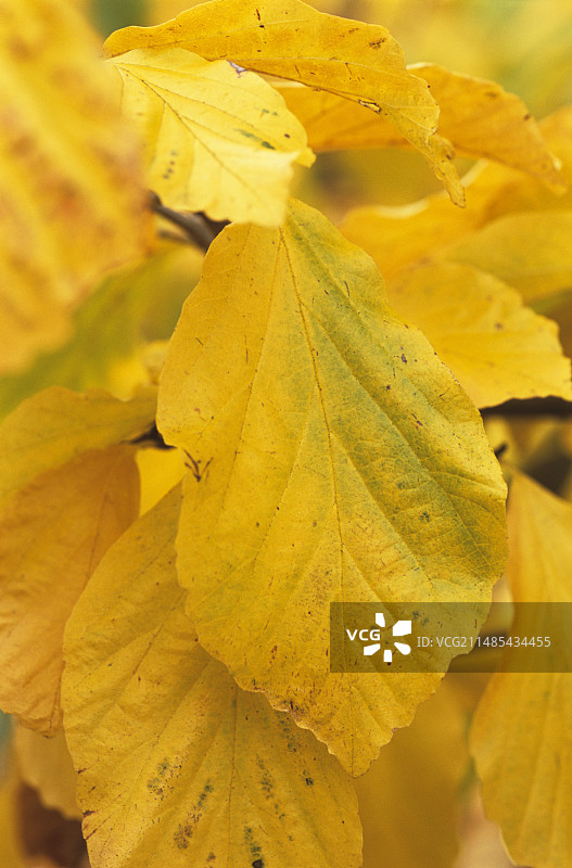 波斯铁木树叶图片素材