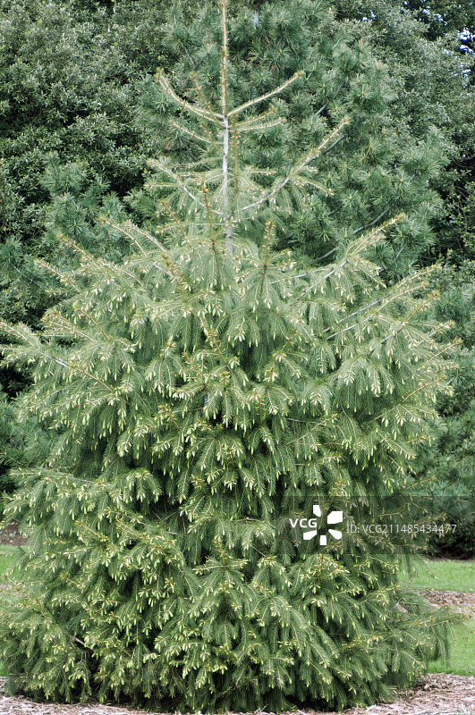 喜马拉雅云杉图片素材