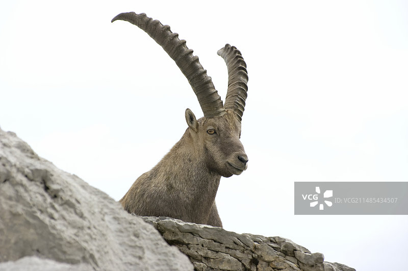 雄性高山野生山羊图片素材