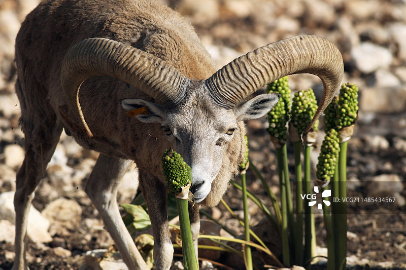 公盘羊图片素材