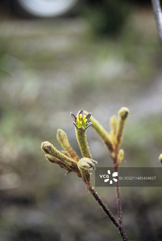 常绿袋鼠爪花图片素材