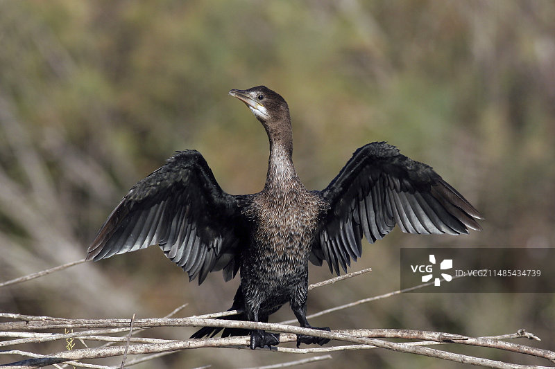栖息在树枝上的小鸬鹚图片素材