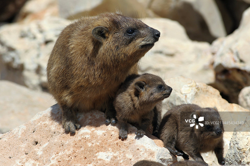 蹄兔和幼崽图片素材