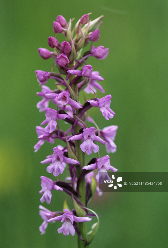 香气扑鼻的兰花（Gymnadenia conopsea）图片素材