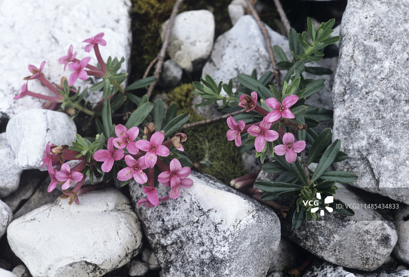 瑞香花花环（Daphne cneorum）图片素材